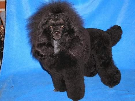 Toypuddel Black Chili Girl billede 13