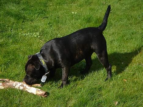 Staffordshire bull terrier Cani - Cani´s bedste venner, pindene :) billede 11