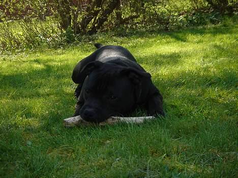 Staffordshire bull terrier Cani - Han forstår virkelig og nyde livet. billede 12