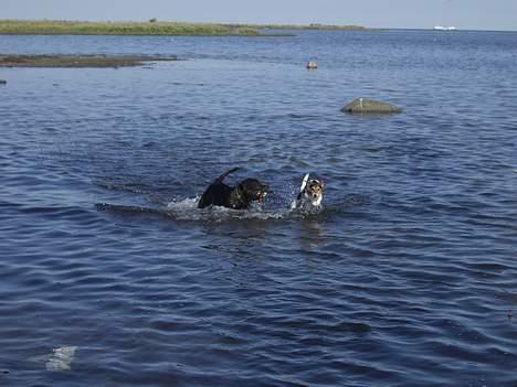 Staffordshire bull terrier Cani - Cani og Myr.  billede 13