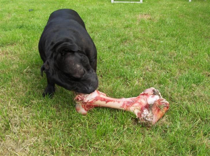 Staffordshire bull terrier Cani - Få´s de ben her ikke i xxxxxxl ? billede 14