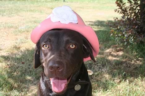 Labrador retriever Tigi billede 5