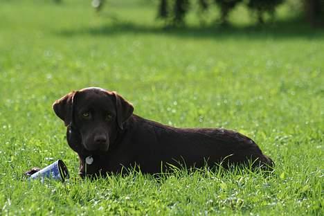 Labrador retriever Tigi billede 6