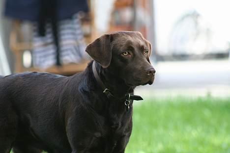 Labrador retriever Tigi billede 7