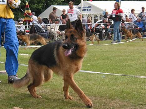 Schæferhund Trillingsgaards Gabi billede 11
