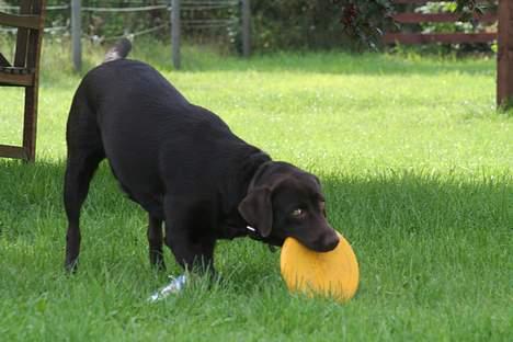 Labrador retriever Tigi billede 8