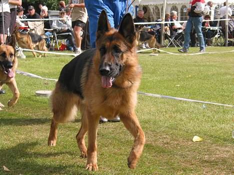Schæferhund Trillingsgaards Gabi billede 12
