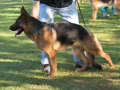 Schæferhund Trillingsgaards Gabi billede 13