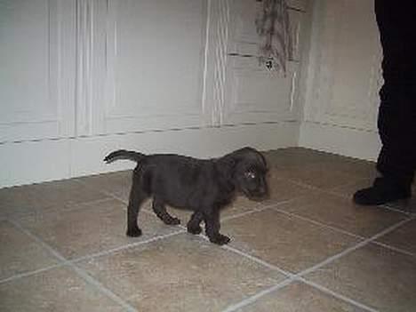 Labrador retriever Tigi billede 9