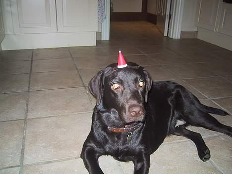 Labrador retriever Tigi billede 10