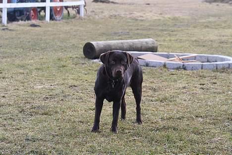 Labrador retriever Tigi billede 11