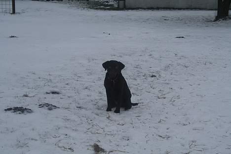 Labrador retriever Tigi billede 12