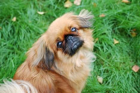 Pekingeser Pjevs billede 1