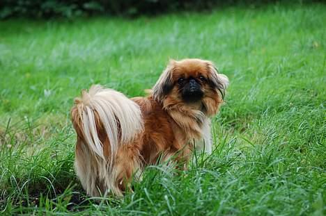 Pekingeser Pjevs billede 2