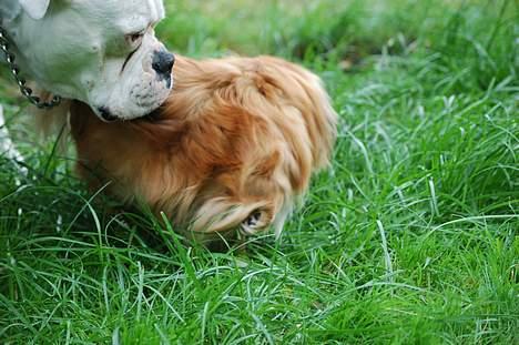 Pekingeser Pjevs - hey......... gider du la´ vær..... ? billede 3