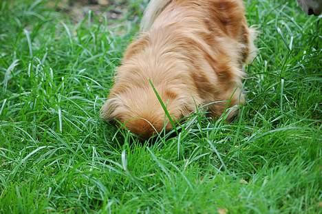 Pekingeser Pjevs - jeg er sikker på der var noget ... ! billede 4