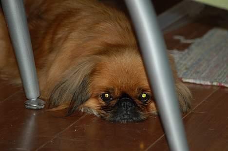 Pekingeser Pjevs billede 5
