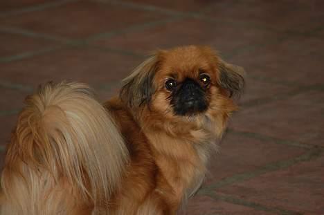 Pekingeser Pjevs billede 6