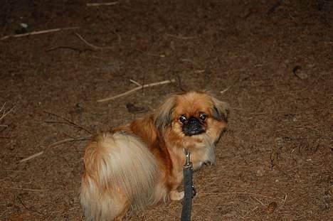 Pekingeser Pjevs - det var da et mærkeligt sted du tog mig hen......  billede 7