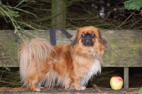 Pekingeser Pjevs billede 8
