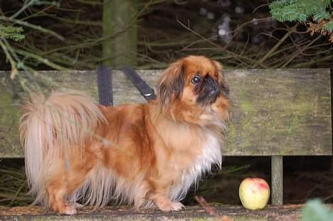 Pekingeser Pjevs billede 9