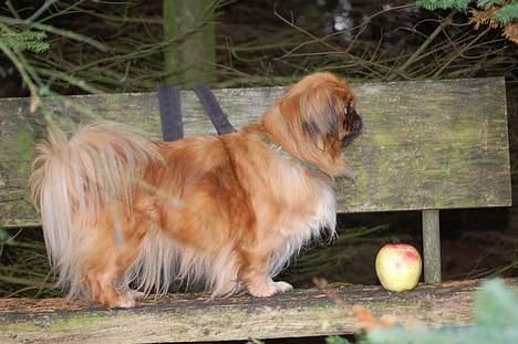 Pekingeser Pjevs billede 10