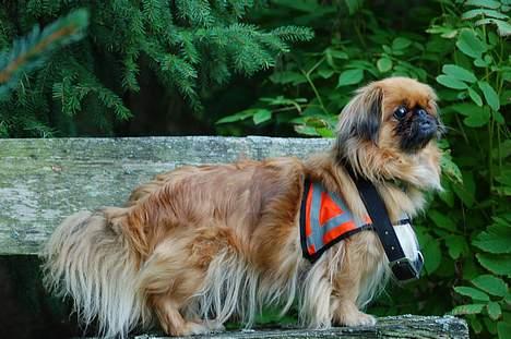 Pekingeser Pjevs - Halsbåndet passer til hendes ego :)  billede 11