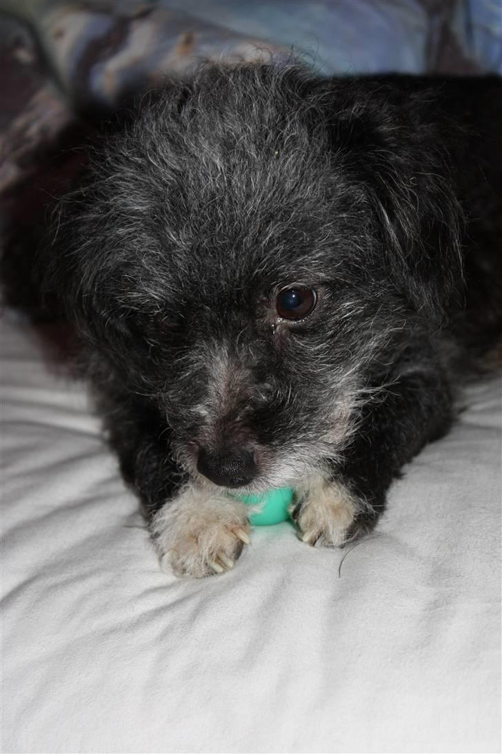 Blanding af racer Perle <3 - Perle & hendes elskede strandtennis bold :o) .. (De fleste af billederne på denne profil er taget af IDA DALGAARD.. Og må IKKE kopieres uden tilladelse!) billede 1