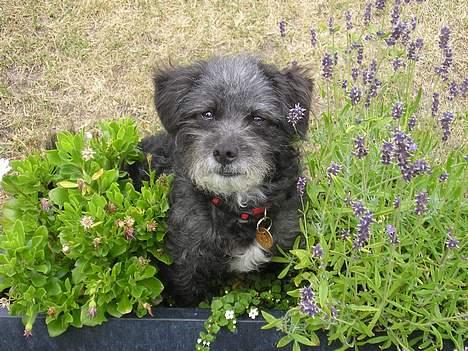 Blanding af racer Perle <3 - Perle som model mellem blomsterne (: billede 2