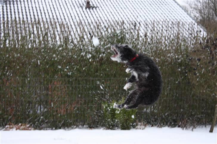 Blanding af racer Perle <3 - Perle elsker at lege med sneen! En skam der blev fokuseret på sneen, og ikke Perles elegante hop ;-) Foto: Ida Dalgaard billede 4