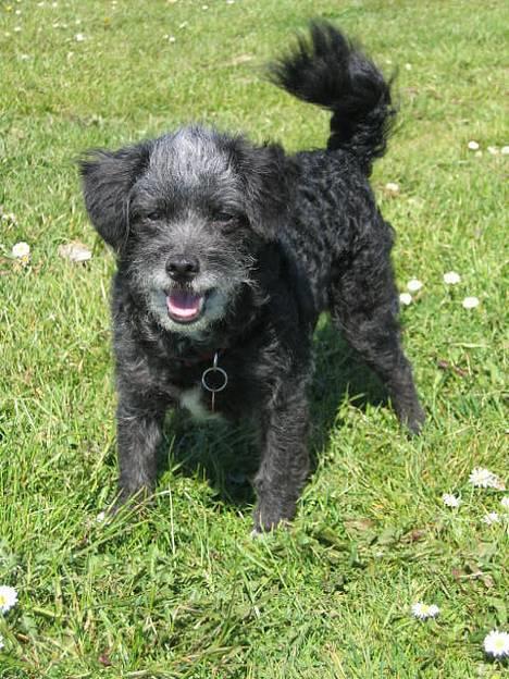 Blanding af racer Perle <3 - Perle ude på Det Grønne Område :o) Foto: Ida Dalgaard billede 5