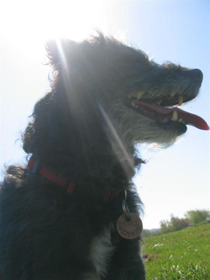 Blanding af racer Perle <3 - Solstrålen Perle! (: billede 6