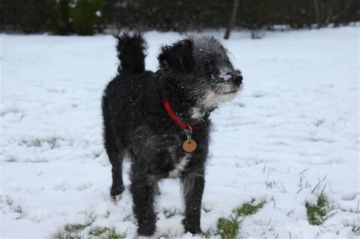 Blanding af racer Perle <3 - Smukke lille hund..! Foto: Ida Dalgaard billede 7