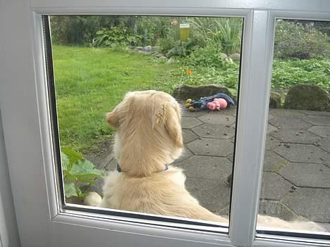 Golden retriever Bailey - Jeg har bare tjek på omverden!!! billede 15