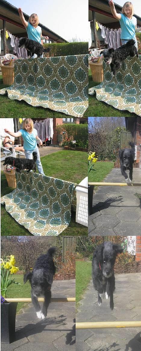 Blanding af racer Perle <3 - Perle kan da sagtens hoppe! :o) billede 9