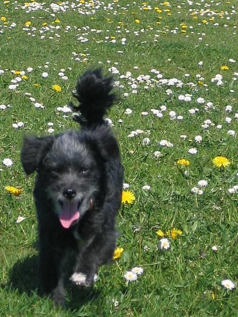 Blanding af racer Perle <3 - Ude og løbe på Det Grønne Område! Skønt med motion (: billede 10