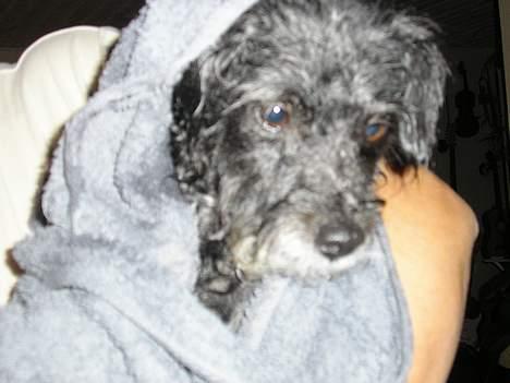 Blanding af racer Perle <3 - *suk* Ikke igen, BAD ! :oD billede 11