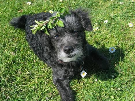 Blanding af racer Perle <3 - Bare kom med maden! Gudinden er klar :o) billede 12