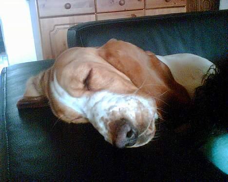 Basset hound Miss Piggy - "uha.. hvor er det godt og ligge her" billede 8