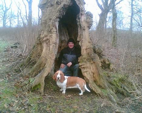 Basset hound Miss Piggy - "Se mor, jeg har fanget far" billede 9