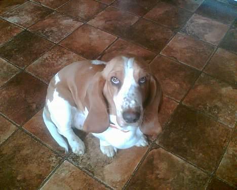 Basset hound Miss Piggy - "Du kaldte?" billede 10