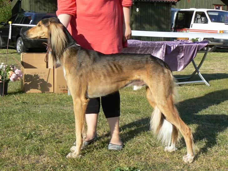 Saluki Faih´dan billede 1