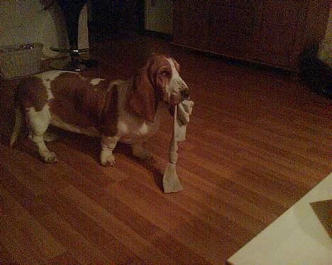 Basset hound Miss Piggy - "Skal vi lege nu??" billede 11