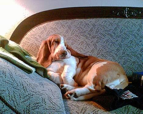 Basset hound Miss Piggy - "jeg ved ikke rigtig om jeg gider lette mig.. løfter bare hovedet, det må da være nok" billede 12