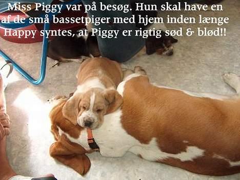 Basset hound Miss Piggy billede 13