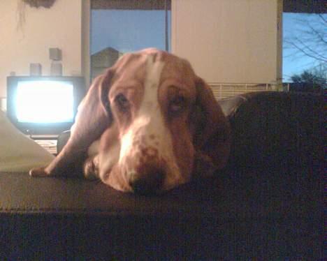 Basset hound Miss Piggy - Kan man da modstå det blik???  billede 14