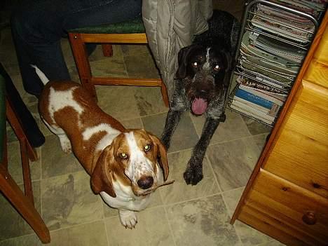 Basset hound Miss Piggy - Piggy legekammerat king og hende selv..  billede 15