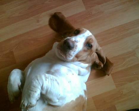 Basset hound Miss Piggy - "Så kan i godt komme i gang med og klø mig lidt på maven.. " billede 16