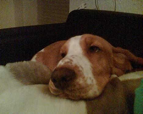 Basset hound Miss Piggy - "Øhj, hvor er jeg træt!" billede 17