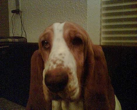 Basset hound Miss Piggy - Hej hej allesammen :) billede 18